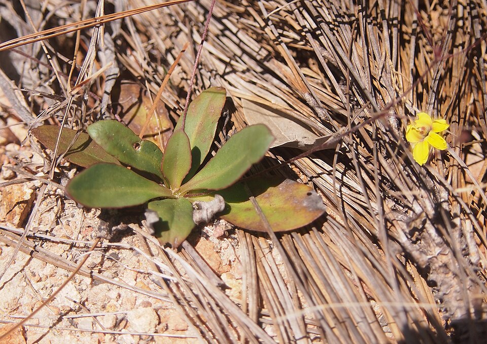 Goodenia mystrophylla (wild pansies) (alternate view 7)