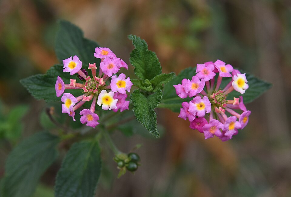 Lantana (Lantanas) (alternate view 3)