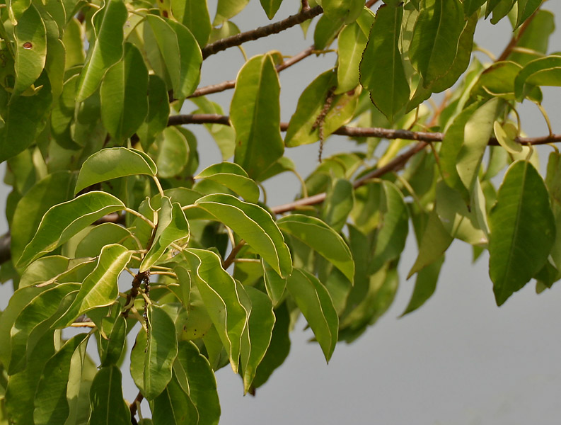 Excoecaria agallocha (milky mangrove) (alternate view 6)