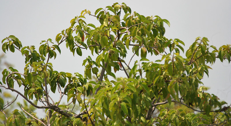 Excoecaria agallocha (milky mangrove) (alternate view 7)