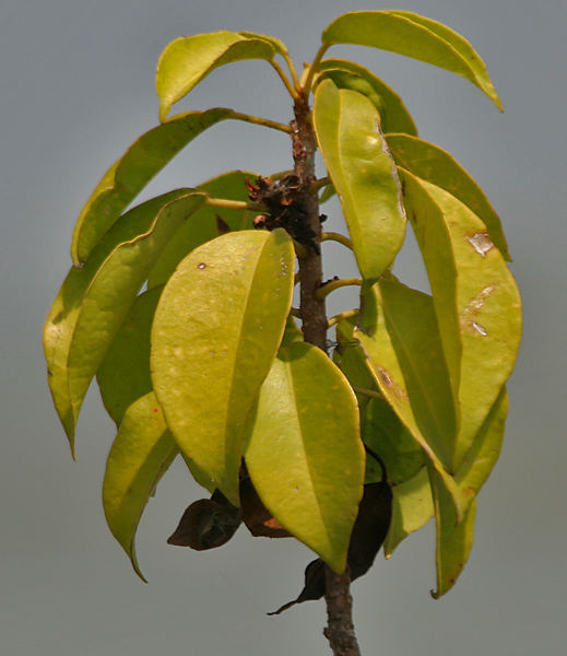 Excoecaria agallocha (milky mangrove) (alternate view 8)