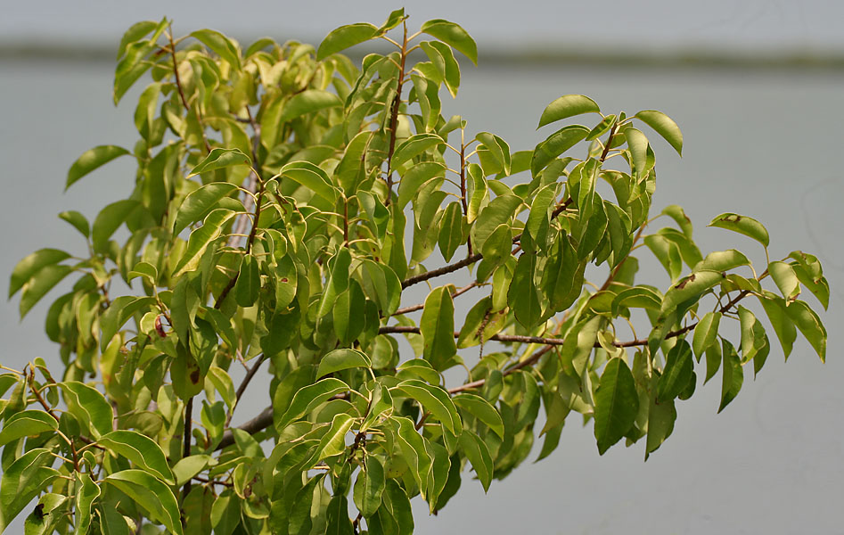 Excoecaria agallocha (milky mangrove) (alternate view 9)