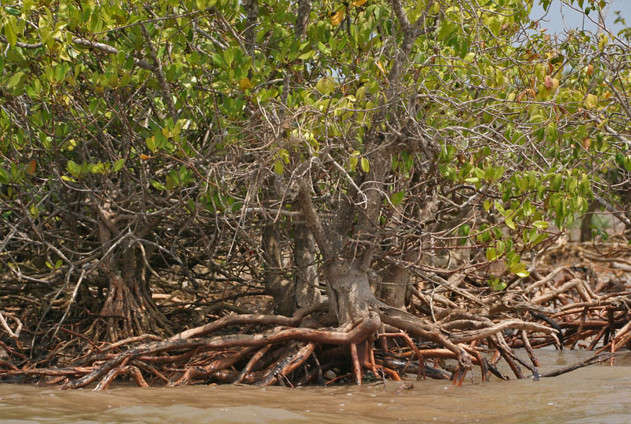 Excoecaria agallocha (milky mangrove) (alternate view 10)