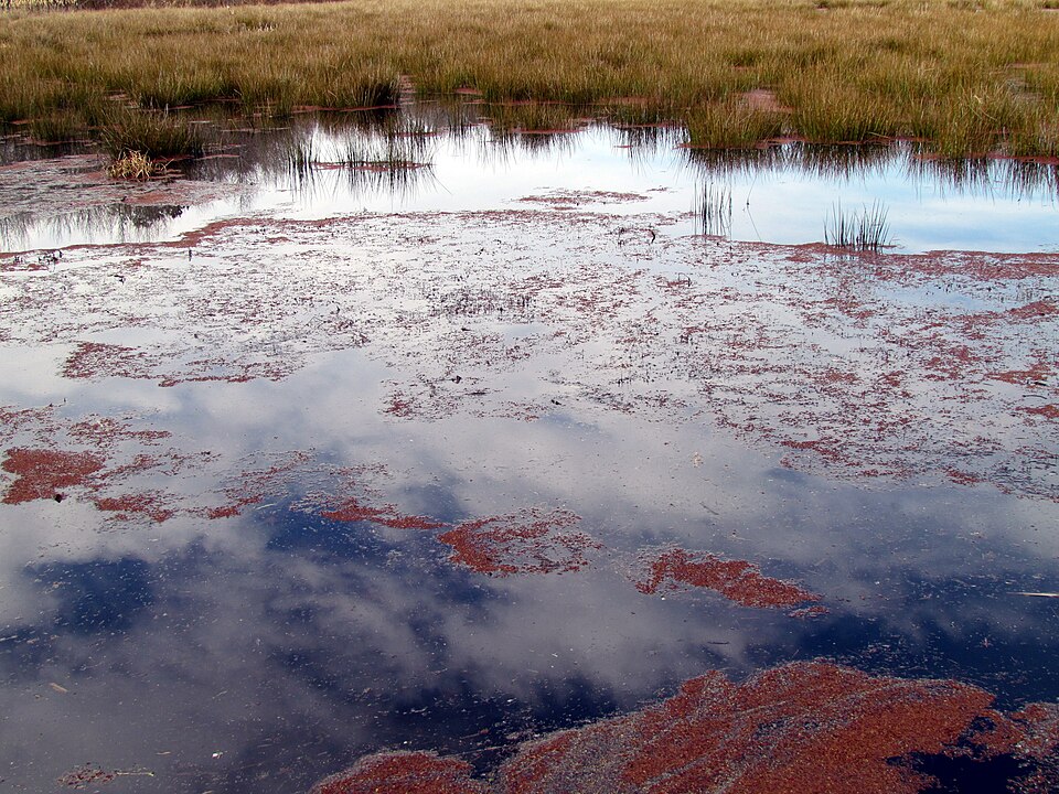 Azolla (Mosquito Ferns)