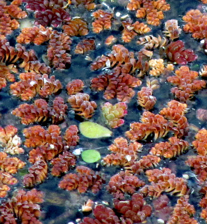 Azolla (Mosquito Ferns) (alternate view 4)