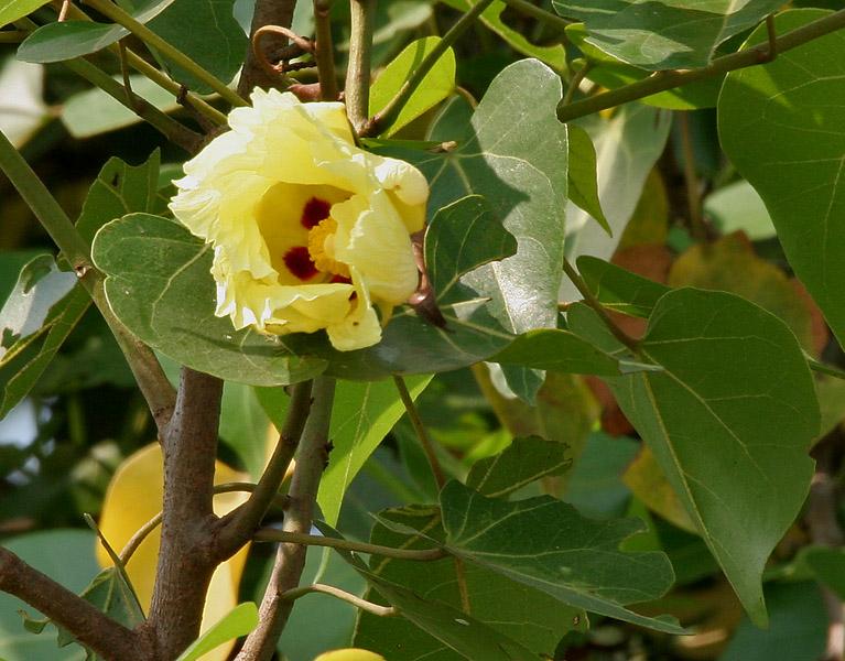 Thespesia populnea, Milo — spreading evergreen (Malvaceae) (image 4 of 10)