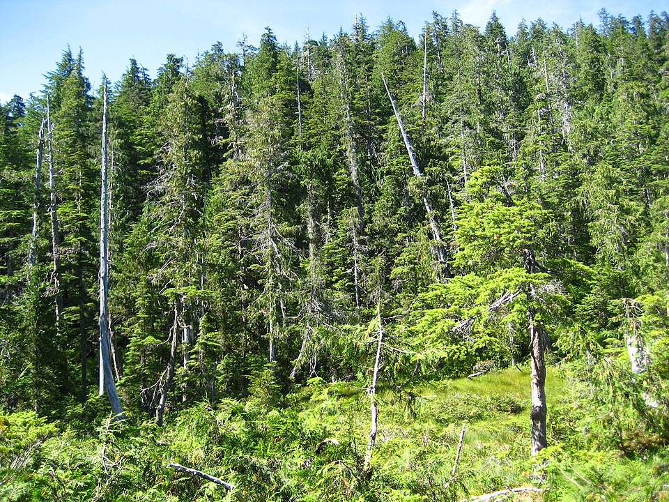 Picea sitchensis (Sitka Spruce) (alternate view 5)