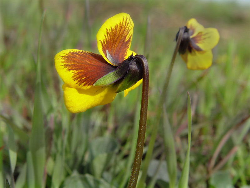 Viola pedunculata (California Golden Violet)