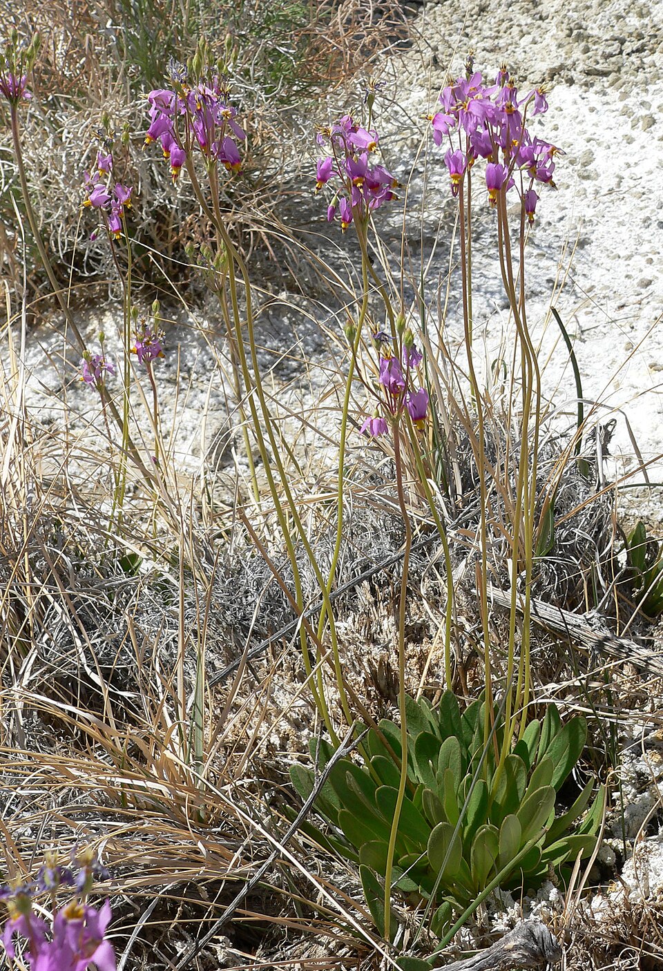 Primula pauciflora (dark-throated shooting star) (alternate view 8)