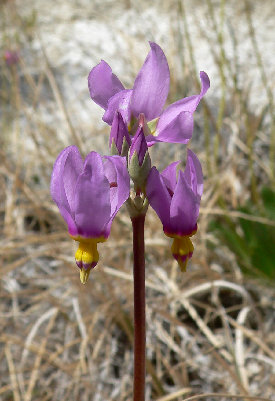 Primula pauciflora (dark-throated shooting star) (alternate view 9)