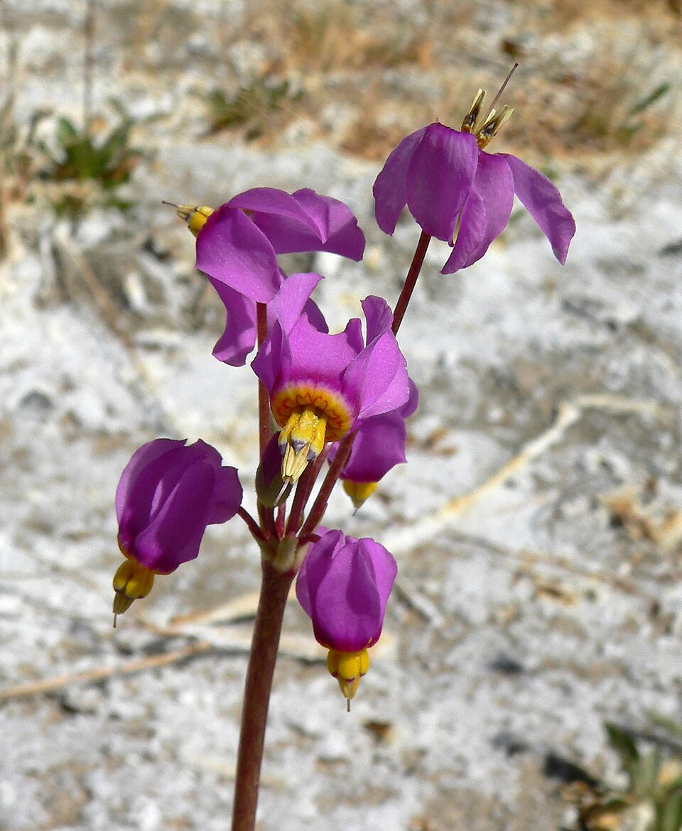 Primula pauciflora (dark-throated shooting star) (alternate view 10)