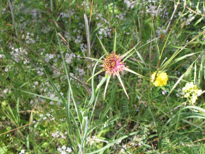 Tragopogon porrifolius (purple salsify)