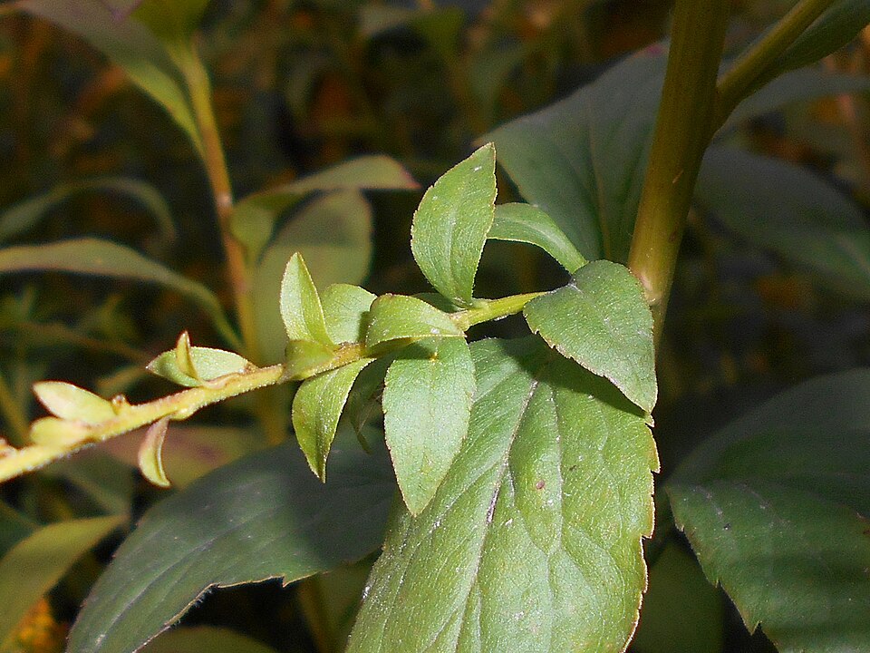 Solidago ulmifolia (elm-leaved goldenrod) (alternate view 10)