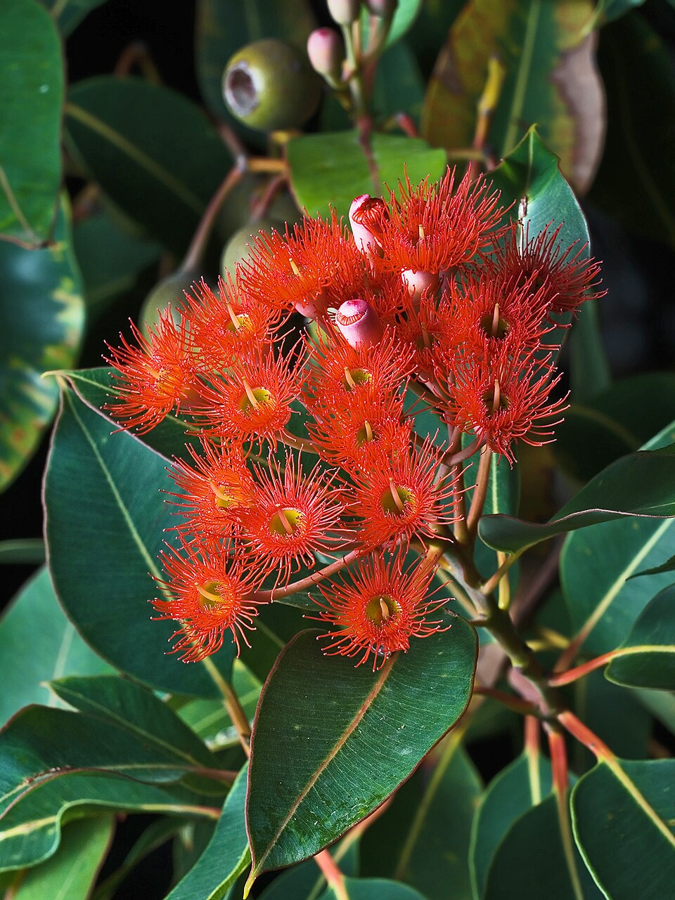 Corymbia ficifolia (Red-flowering gum) (alternate view 10)