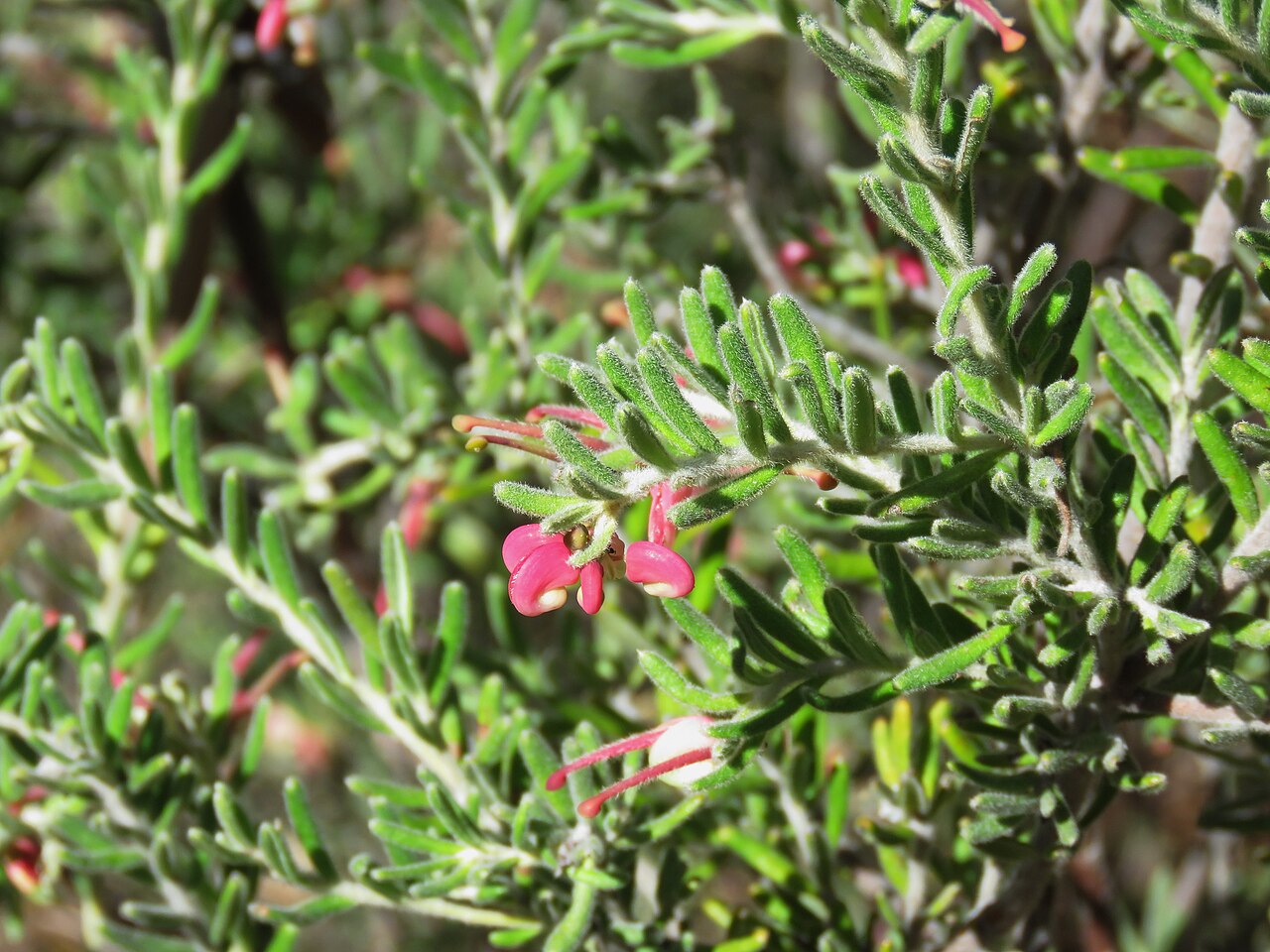 Grevillea lanigera, Woolly grevillea — spreading evergreen (Proteaceae) (image 5 of 8)