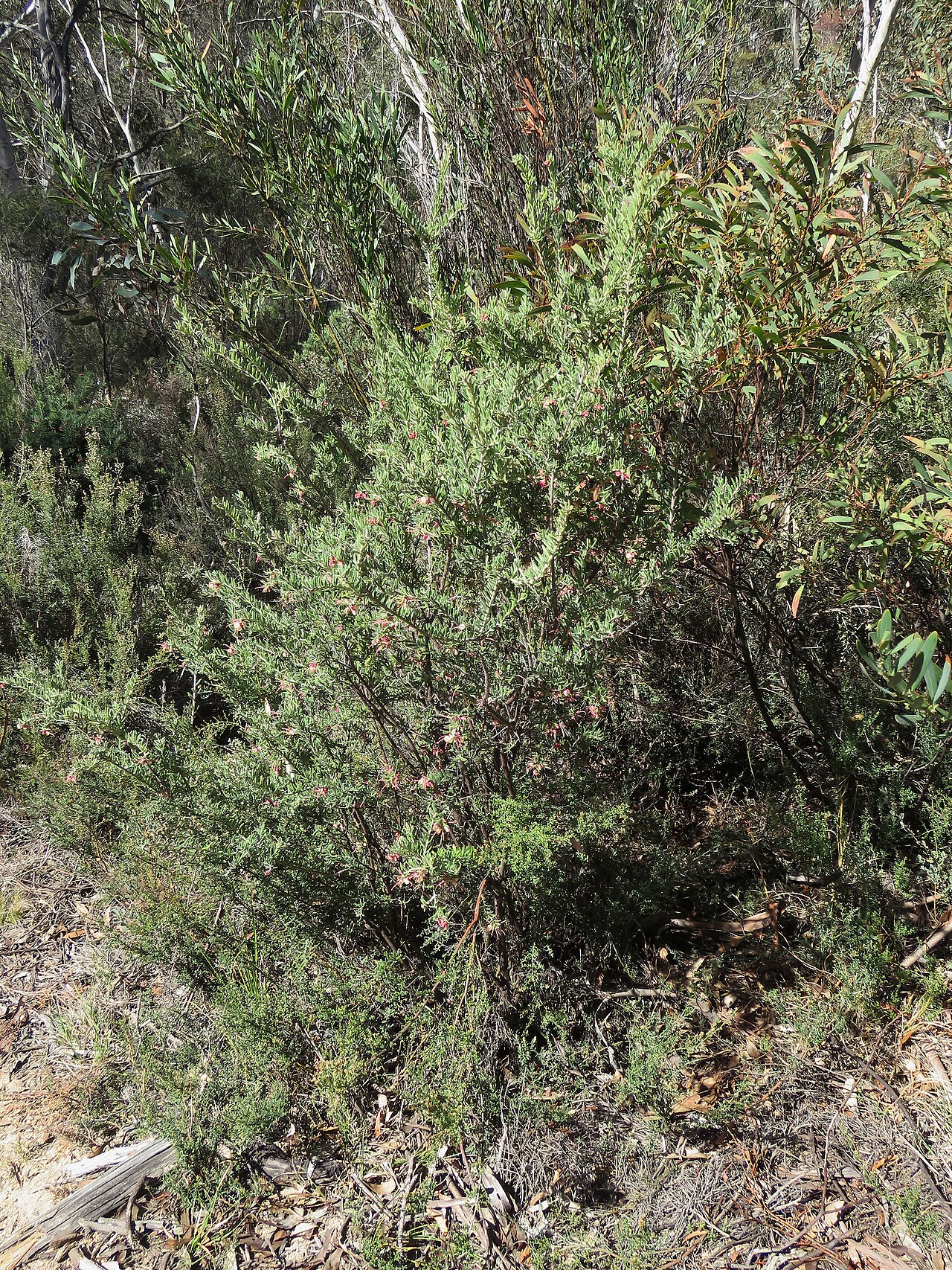 Grevillea lanigera, Woolly grevillea — spreading evergreen (Proteaceae) (image 6 of 8)