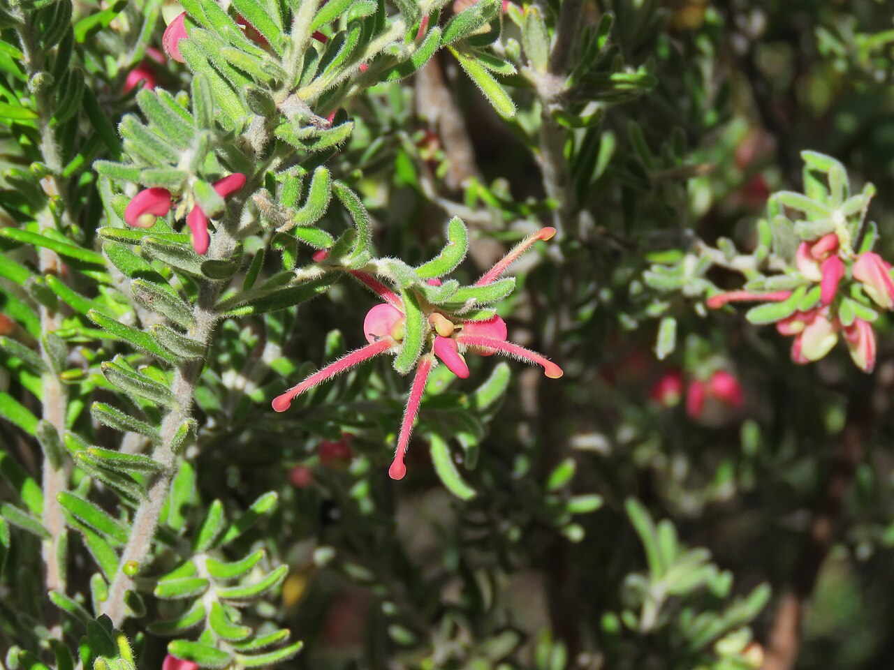 Grevillea lanigera, Woolly grevillea — spreading evergreen (Proteaceae) (image 7 of 8)