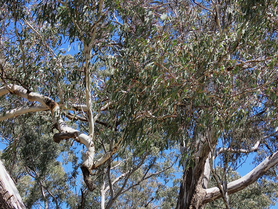 Amyema miquelii (Box Mistletoe) (alternate view 2)