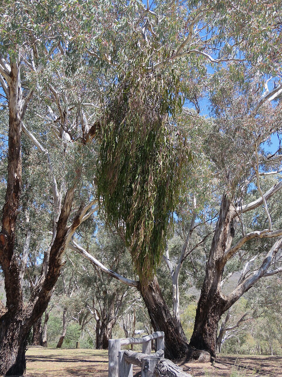 Amyema miquelii (Box Mistletoe) (alternate view 3)