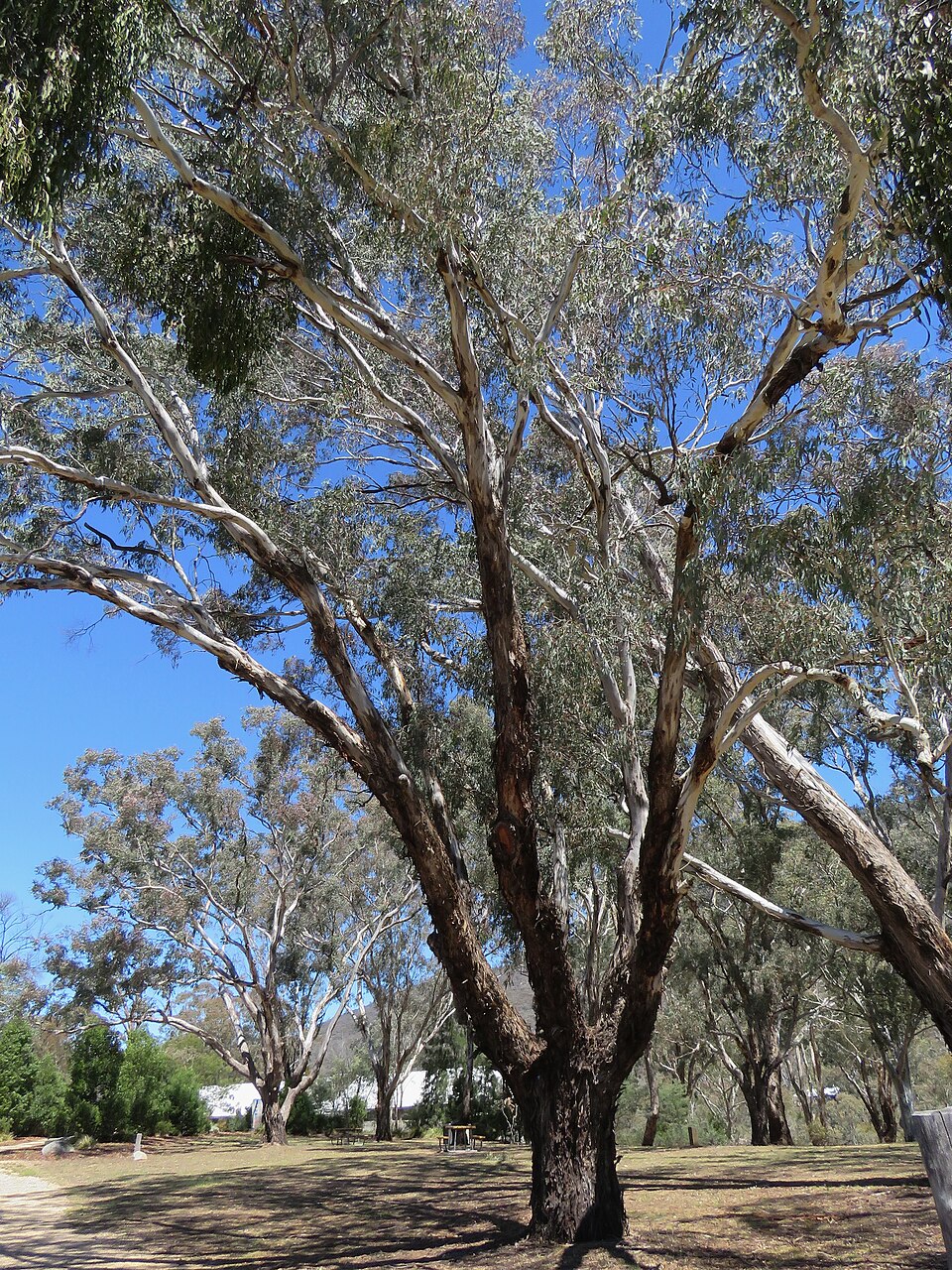 Amyema miquelii (Box Mistletoe) (alternate view 6)