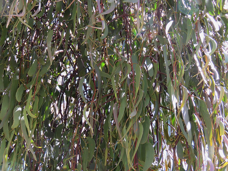 Amyema miquelii (Box Mistletoe) (alternate view 8)