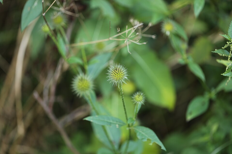 Dipsacus pilosus (small teasel) (alternate view 9)