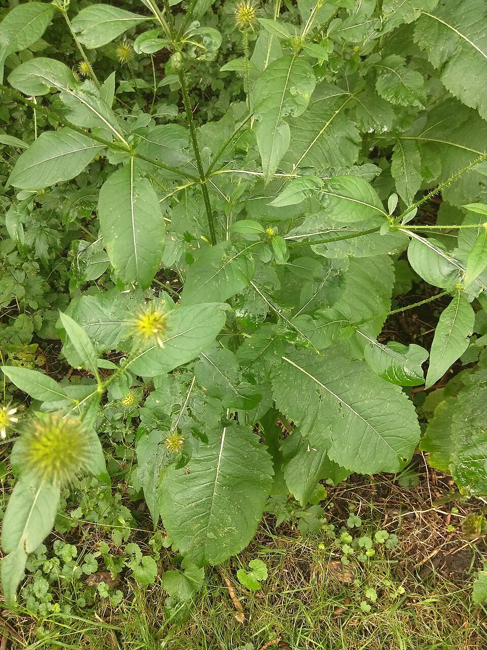 Dipsacus pilosus (small teasel) (alternate view 10)