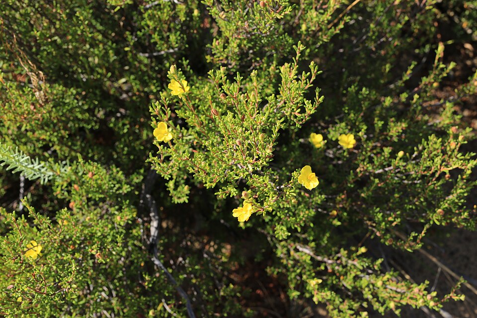 Hibbertia riparia (Erect Guinea-flower) (alternate view 7)