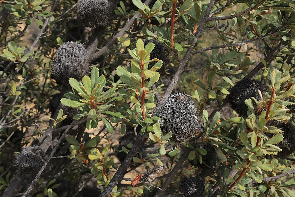 Banksia ornata (Desert Banksia) (alternate view 9)