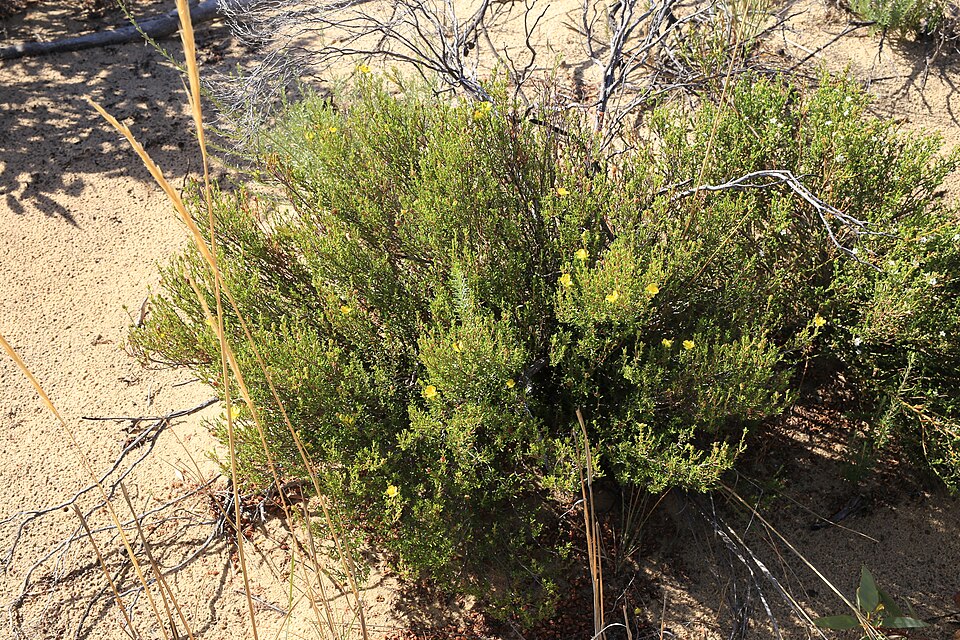 Hibbertia riparia (Erect Guinea-flower) (alternate view 8)