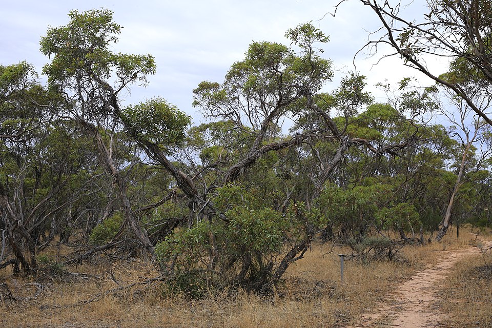 Eucalyptus incrassata (Ridge-fruited mallee) (alternate view 9)