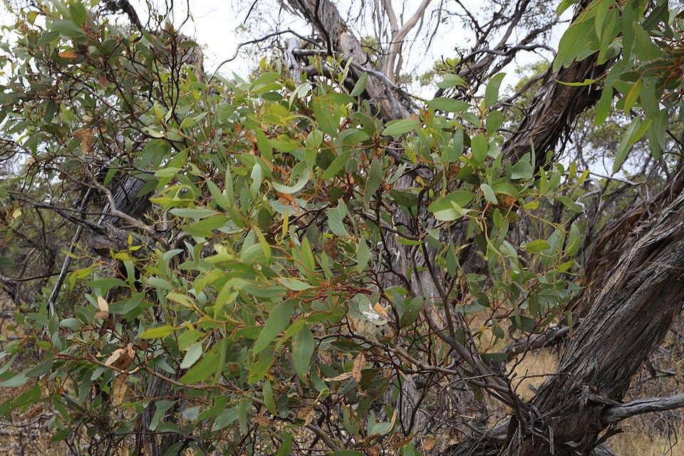 Eucalyptus incrassata (Ridge-fruited mallee) (alternate view 10)