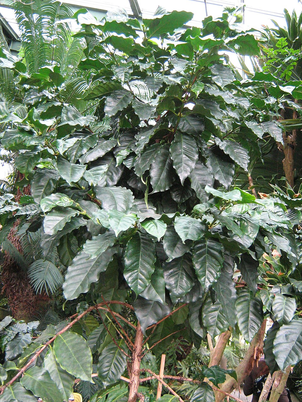 Coffea arabica (Coffee Plant) (alternate view 6)