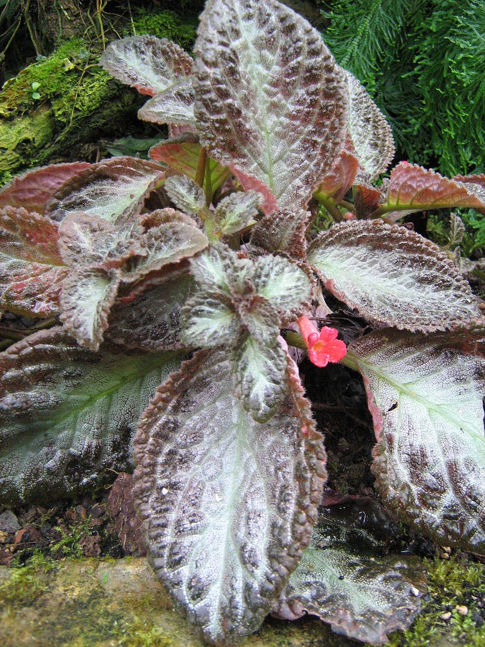 Episcia cupreata (Episcia Flame Violet) (alternate view 14)