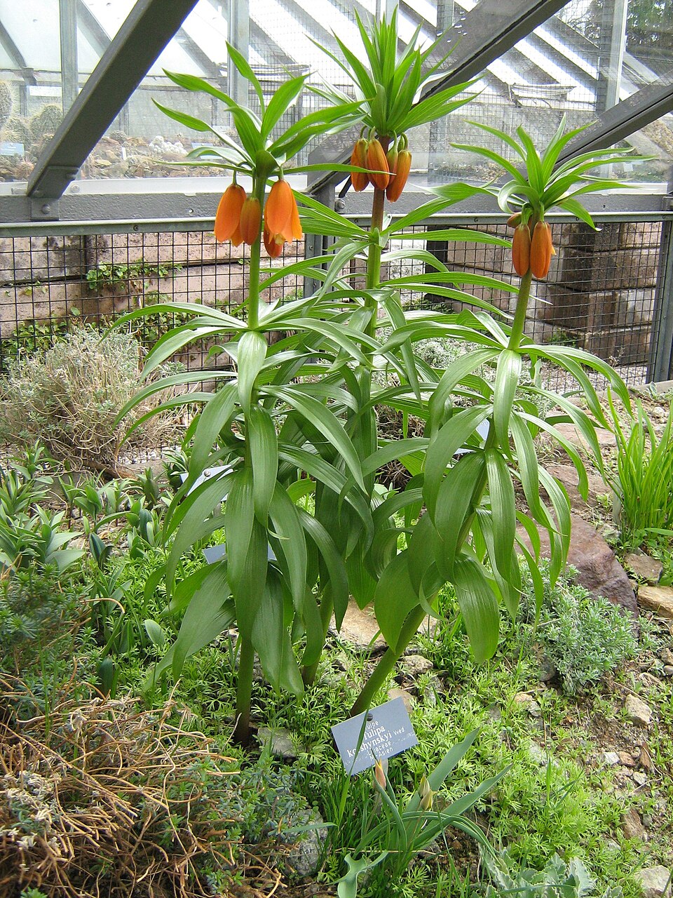 Fritillaria imperialis (crown imperial) (alternate view 7)