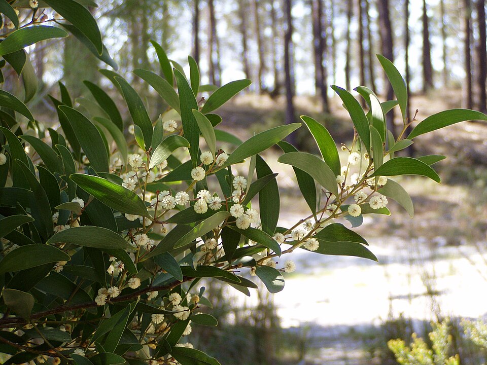 Acacia melanoxylon (blackwood)