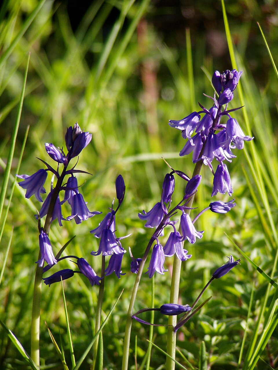 Hyacinthoides hispanica (Spanish bluebells) (alternate view 6)