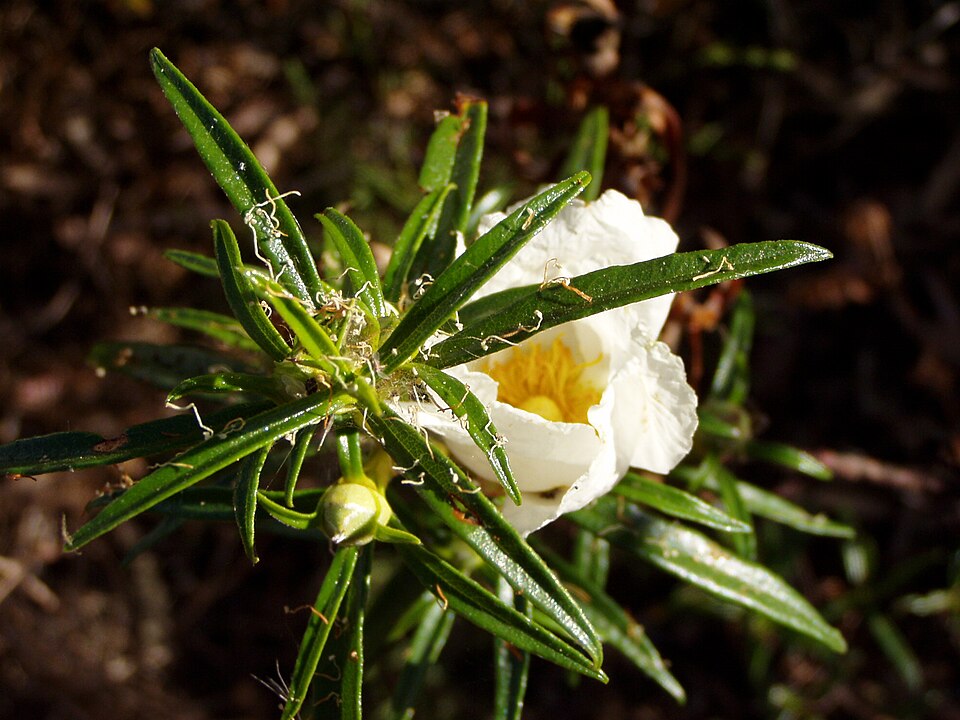 Cistus ladanifer (Gum Rockrose) (alternate view 4)