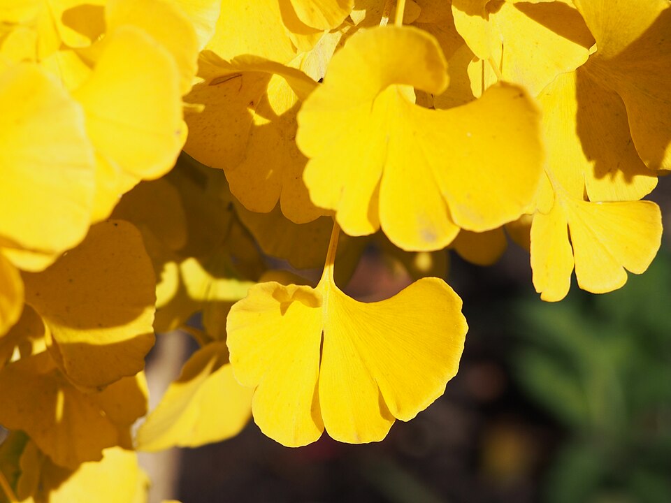 Ginkgo biloba 'Mariken' (Ginkgo Biloba Mariken Tree) (alternate view 2)