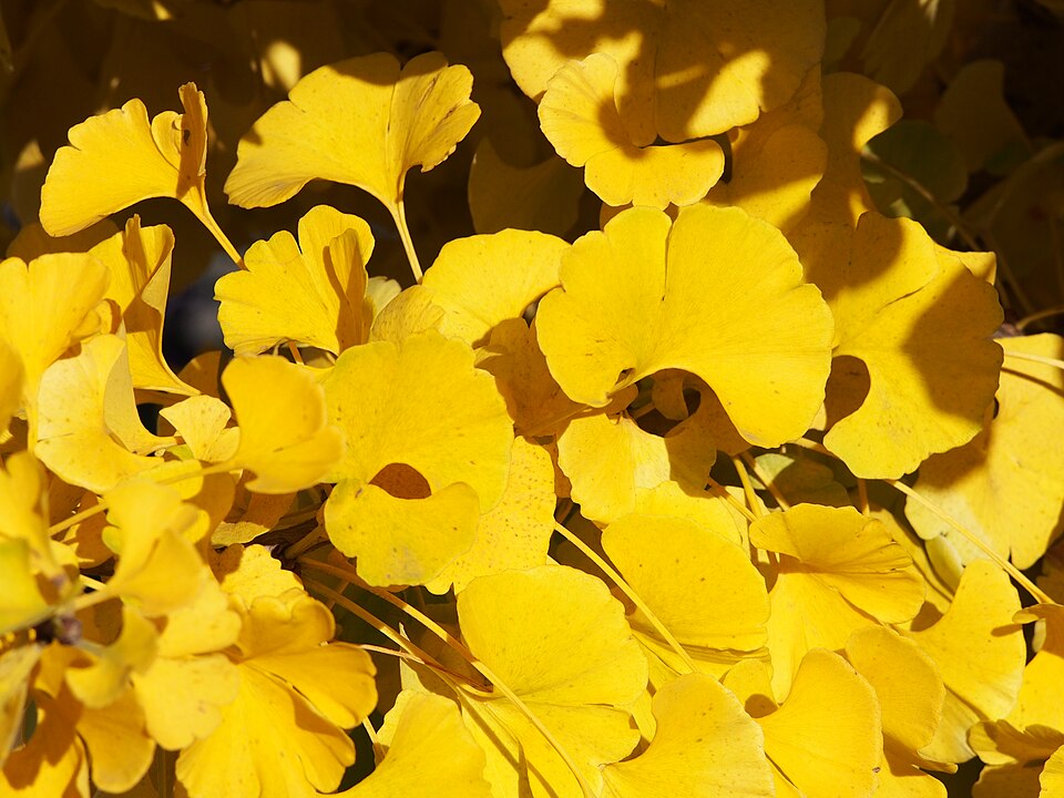 Ginkgo biloba 'Mariken' (Ginkgo Biloba Mariken Tree) (alternate view 3)