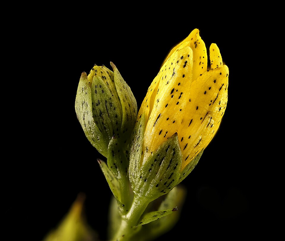 Hypericum punctatum (spotted St. John's wort) (alternate view 8)