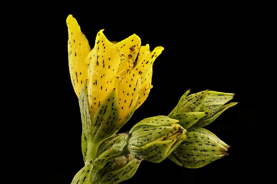 Hypericum punctatum (spotted St. John's wort) (alternate view 9)