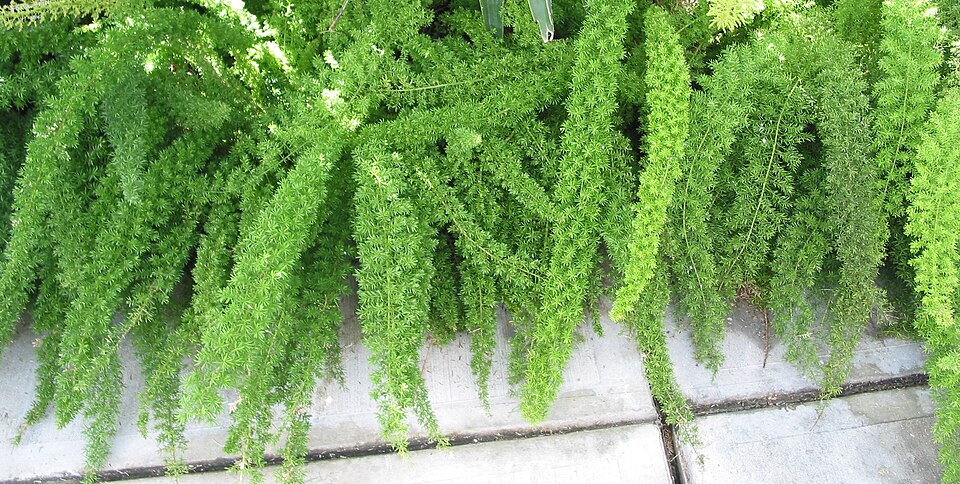 Asparagus densiflorus 'Myersii' (Foxtail Fern) (alternate view 4)