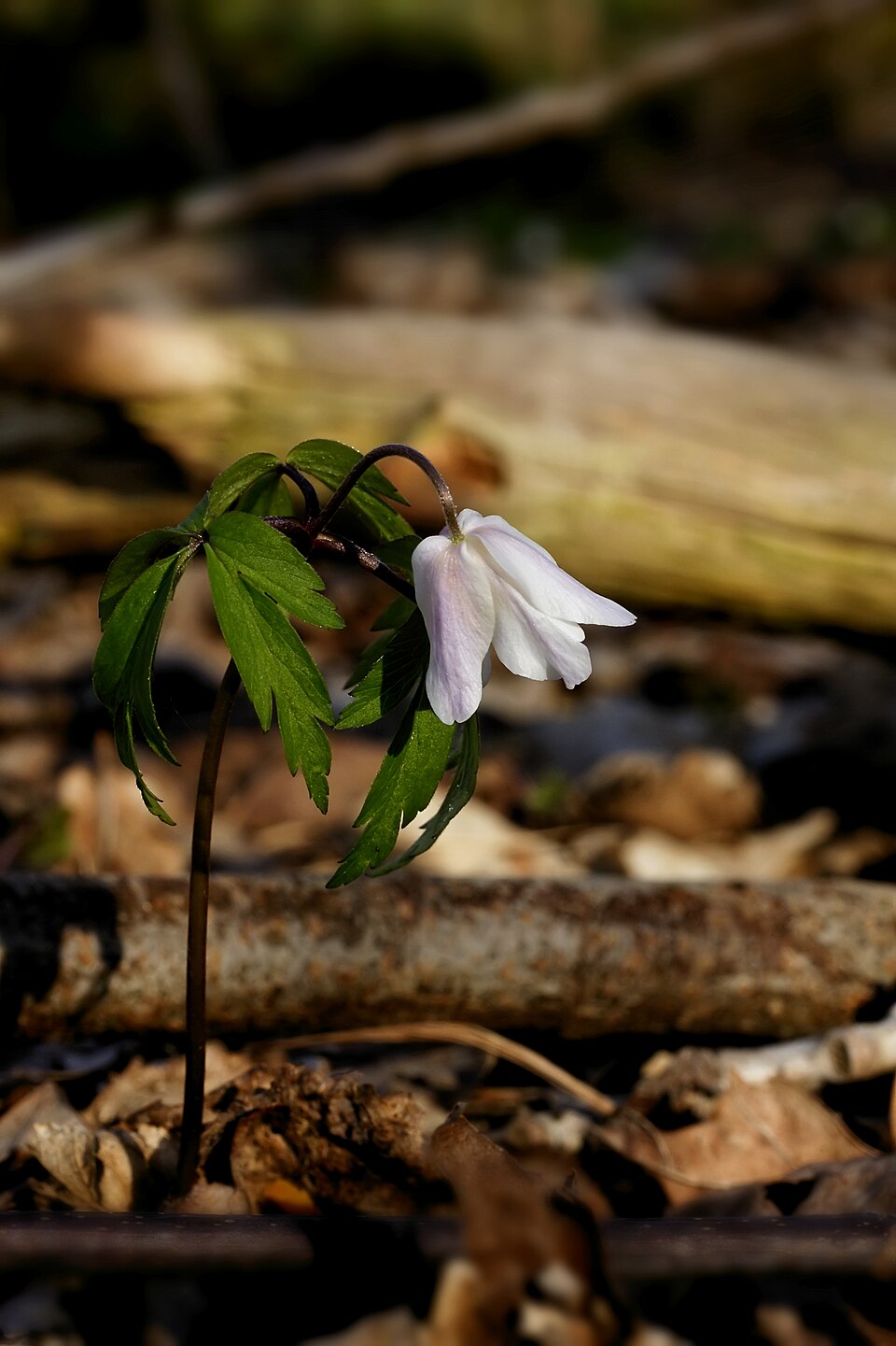 Anemone nemorosa (wood anemone) (alternate view 2)