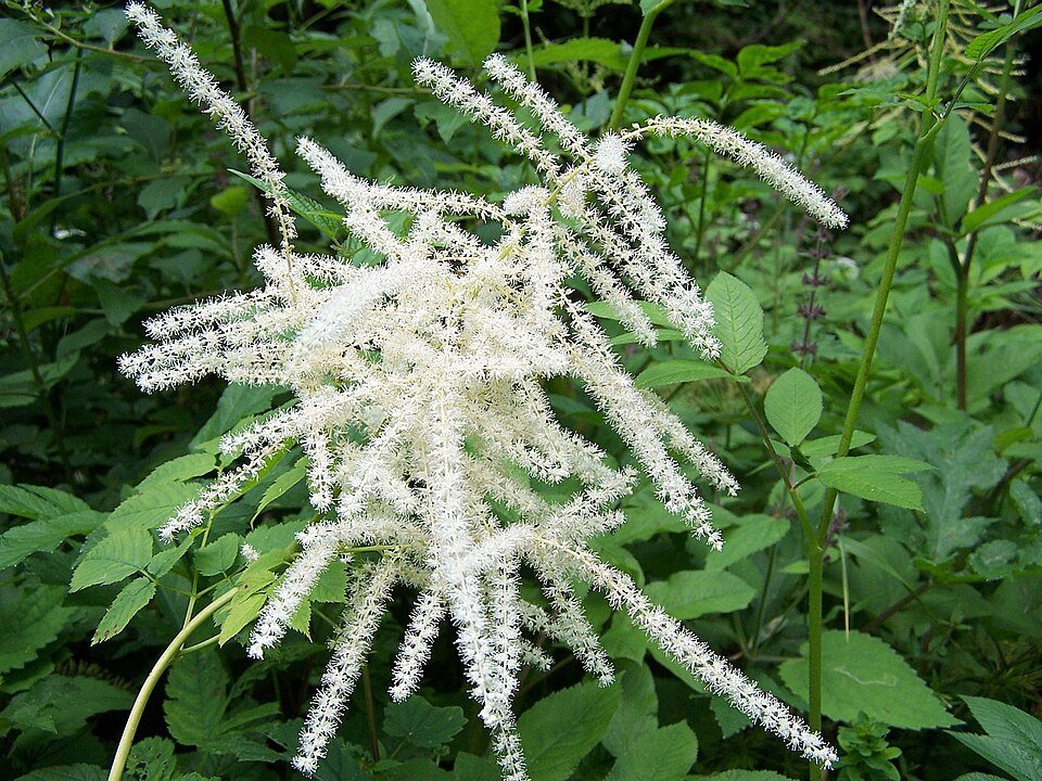 Aruncus dioicus (goatsbeard) (alternate view 6)