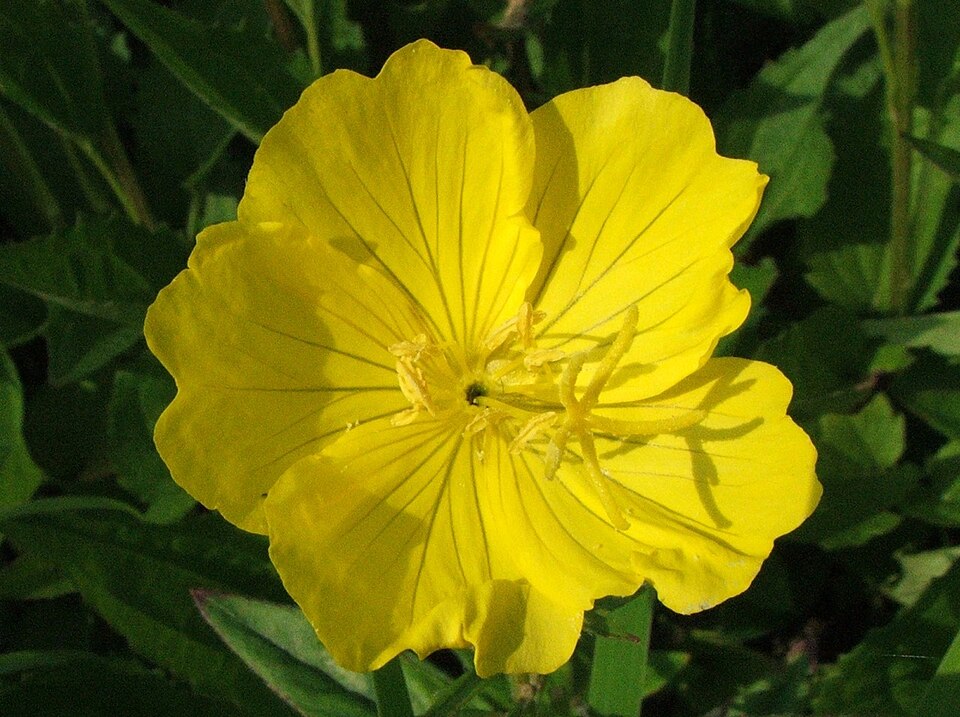 Oenothera macrocarpa (bigfruit evening primrose) (alternate view 10)