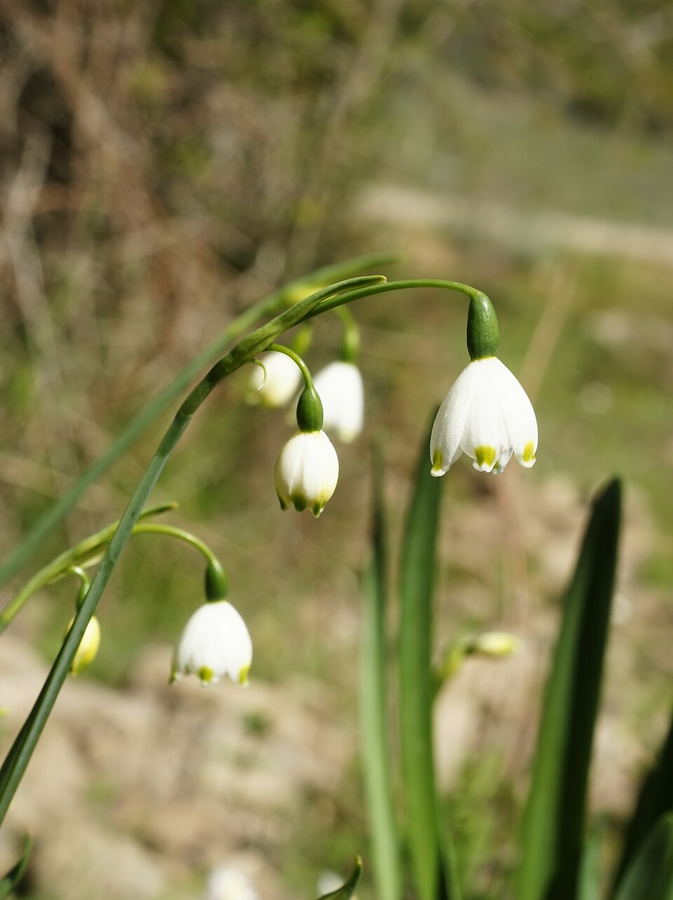 Leucojum aestivum (spring snowflakes) (alternate view 7)