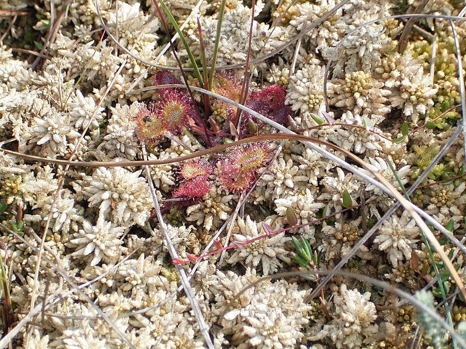 Vaccinium oxycoccos (bog cranberry)