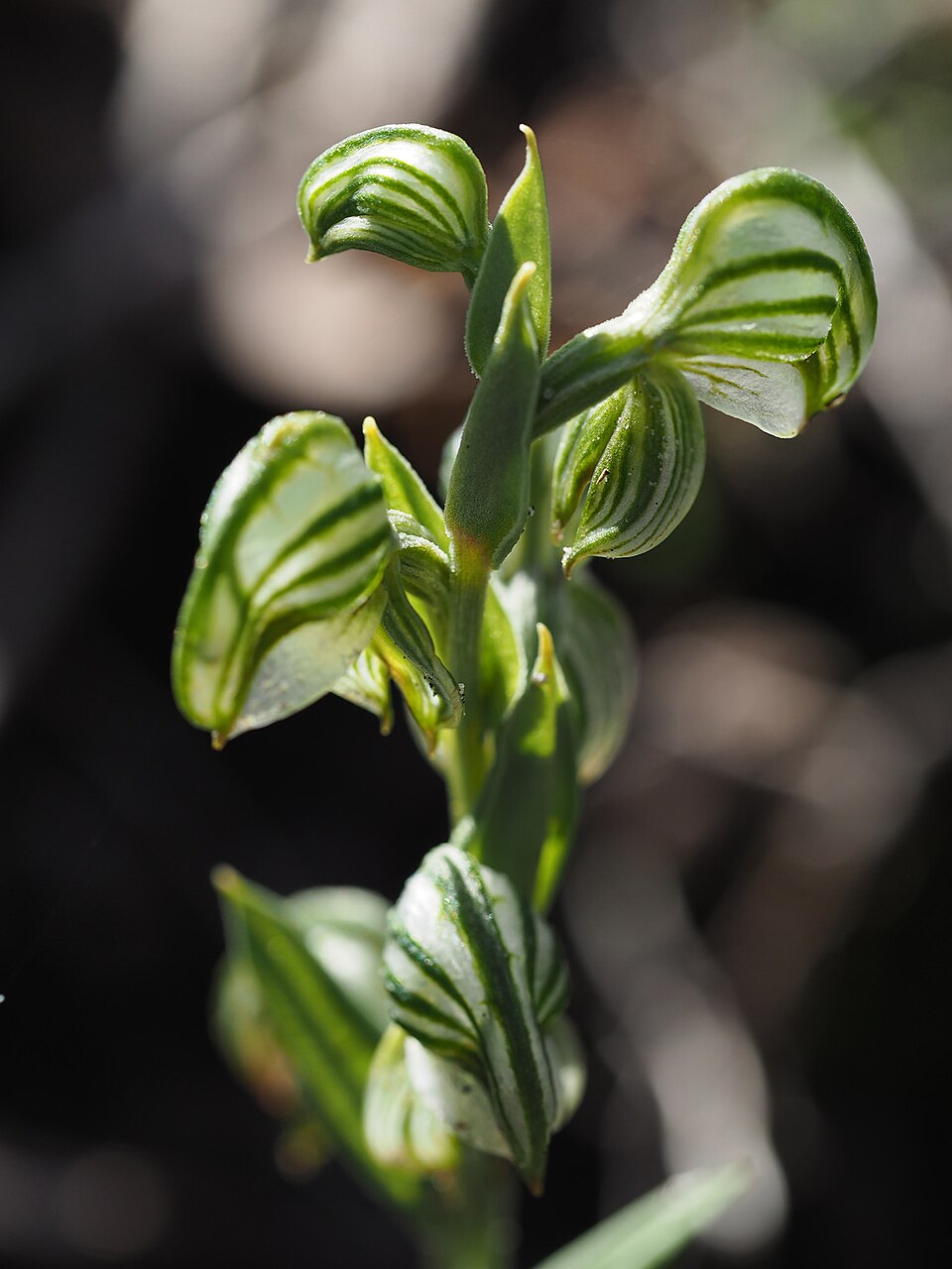 Pterostylis vittata (Banded Greenhood) (alternate view 6)