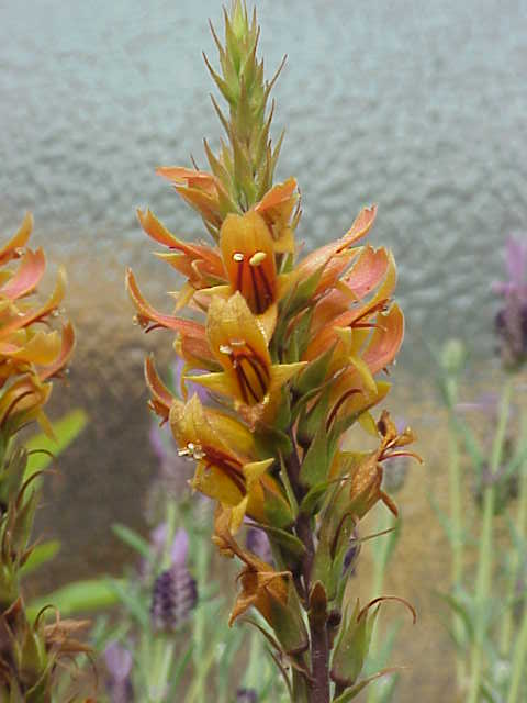 Digitalis isabelliana (alternate view 6)